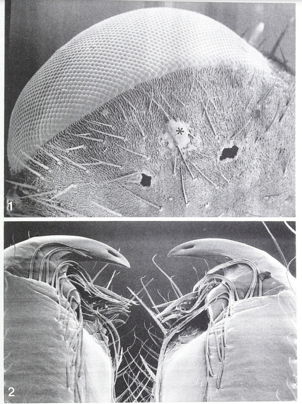 飞向花朵的猎物一旦被蜘蛛的大长腿抓住,就很难逃脱,它们会被蜘蛛咬