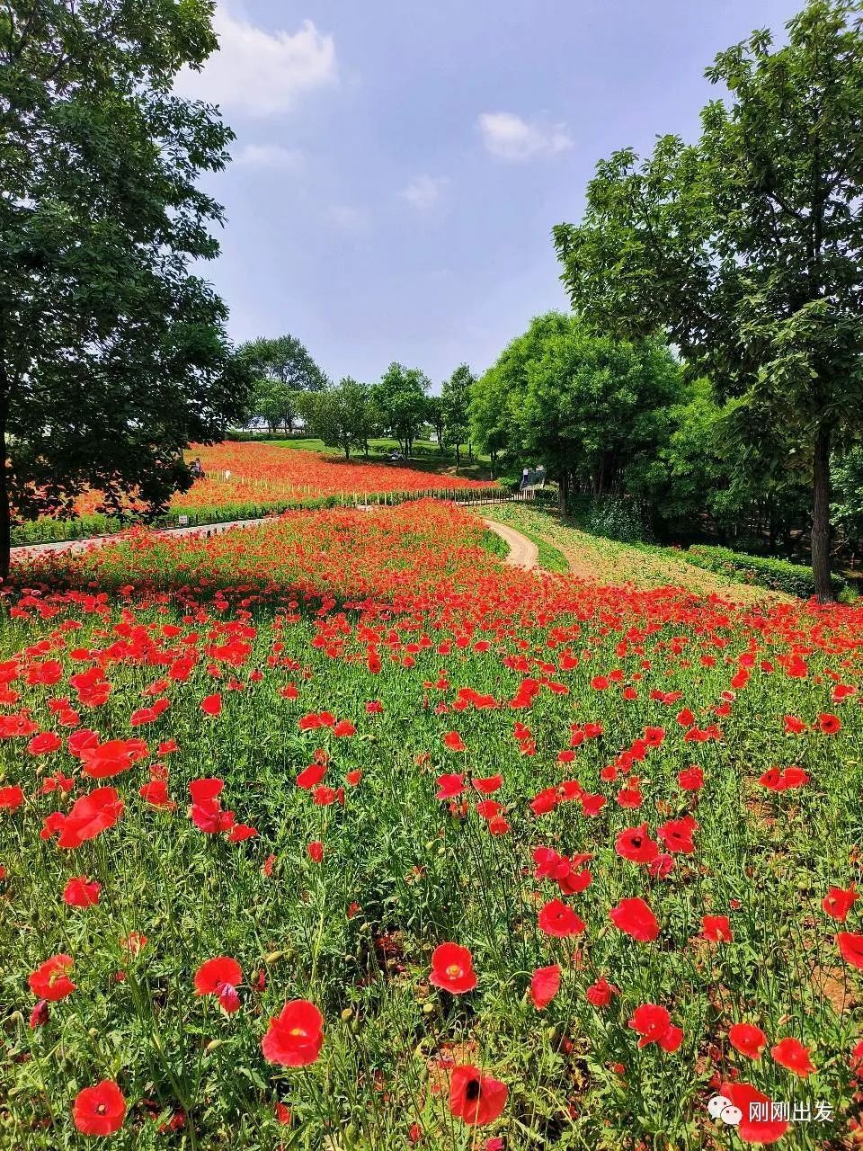 初夏大连看花最好的免费公园董家沟植物园