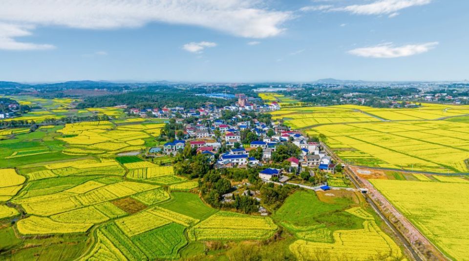 乘着春风谱新篇浏阳永安镇油菜花文旅节在千亩花海中开幕