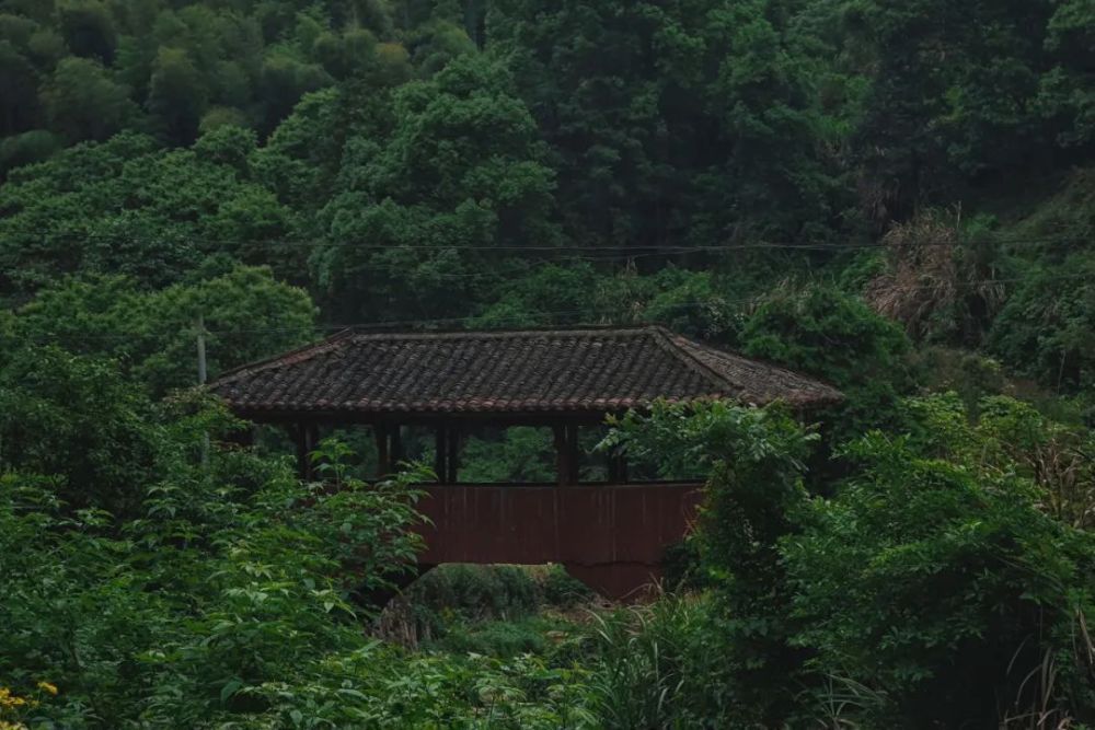 夏游丽水徒步松阳山野