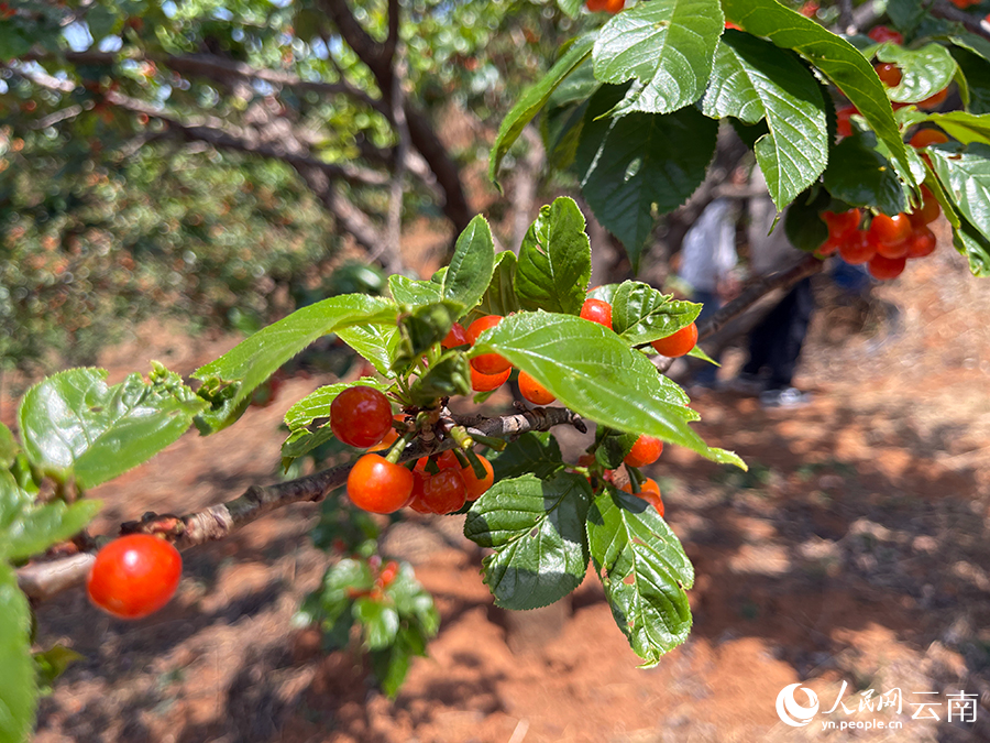 樱桃采摘期持续约一个月,每年这段时间,家住云南省昆明市富民县赤鹫镇