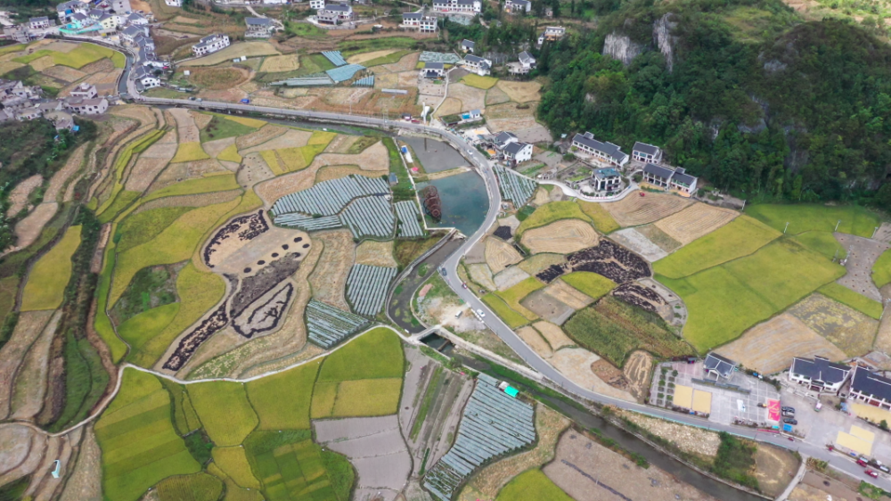 风吹稻浪滚滚俯瞰观山湖区百花湖镇下麦城村眼下正是稻谷丰收的季节