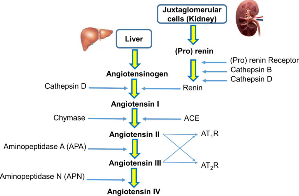 abpm血压怎么看全球高血压用药史转折点：40年首个新靶点药物III期成功_https://www.jmylbn.com_新闻资讯_第18张