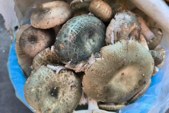 云南木水花野生菌交易中心售卖的湖南青头菌2个多小时卖了6公斤"今早8