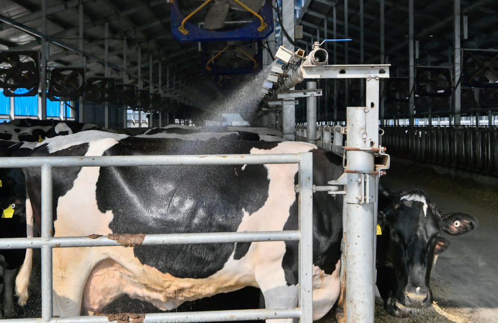 5月15日,在天津天食智慧牧场牛舍内,传感器根据温湿度数据,启动自动