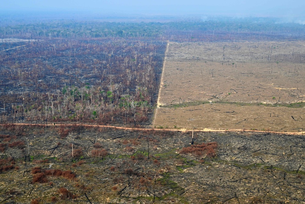 巴西:遭火灾破坏的雨林(2)
