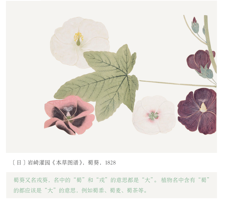 蜀葵地位之变迁01端午节,我们就聊一聊端午花——蜀葵.