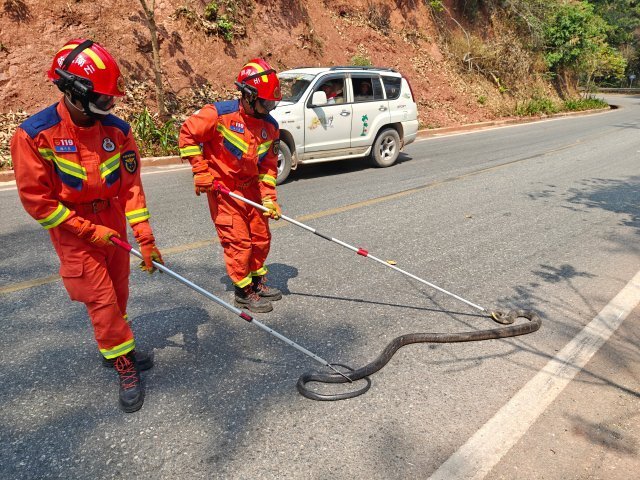 钻入车内闯入家中云南消防救援人员化身捕蛇达人