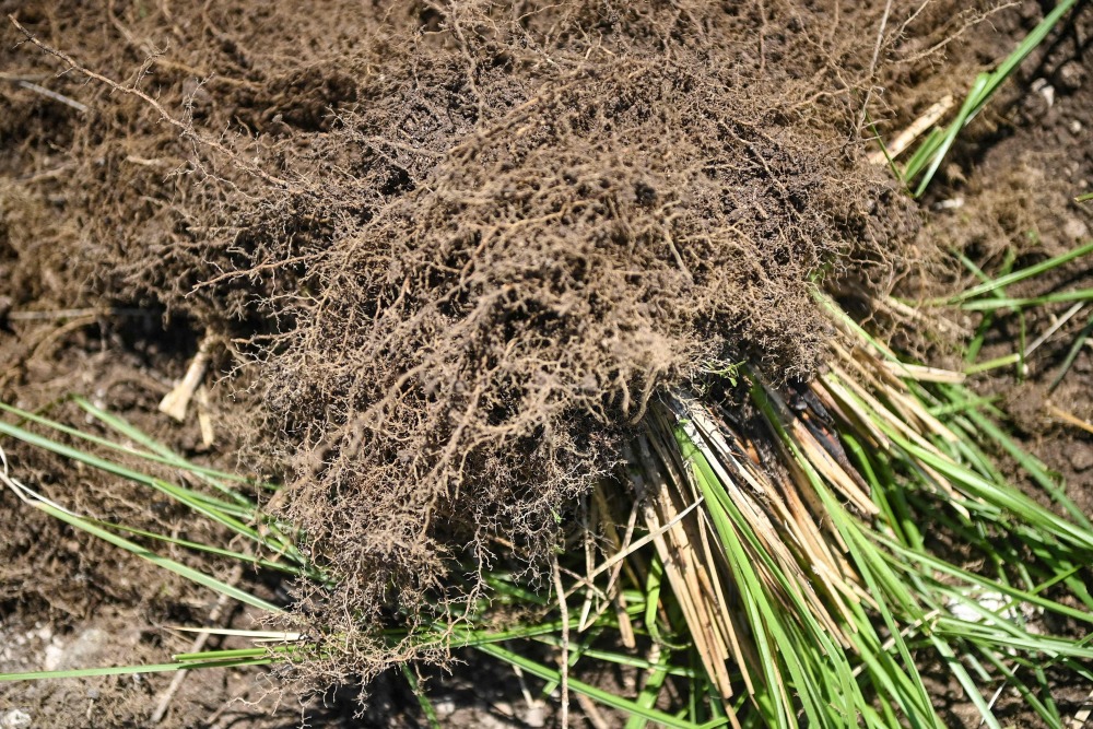 (外代一线)海地:收获香根草_腾讯新闻