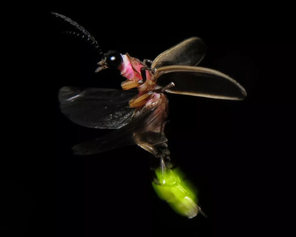 雌雄萤火虫都可以发光,其腹部有发光的体节,称为发光器,雄性通常为