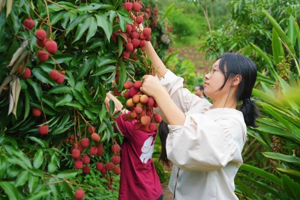 "重庆籍务工人员 李先生7月10日,记者走进樟海镇大塔荔枝主产区,茂密