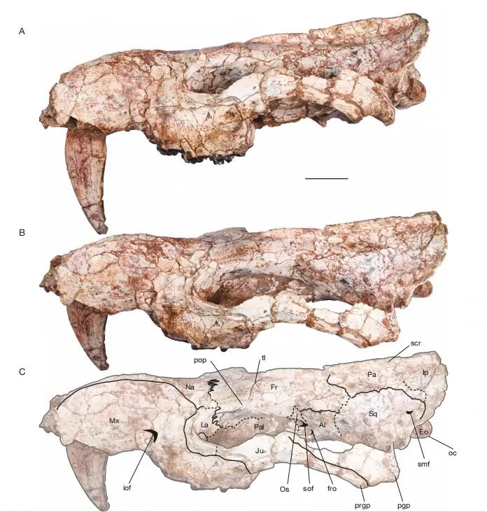 【史前猛兽】南美发现剑齿有袋类猛兽!