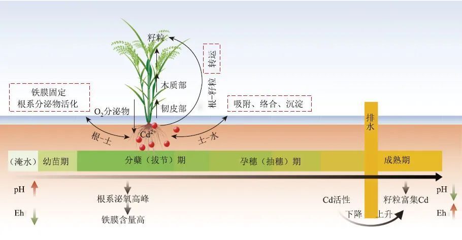 李芳柏研究团队:稻田土壤重金属污染治理理论与实践