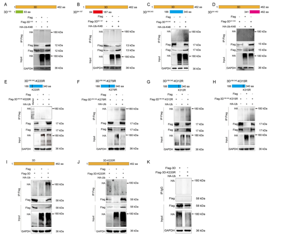 PLOS PATHOG|哈尔滨医科大学赵文然教授联合钟照华教授课题组发现TRIM56通过介导3D聚合酶泛素化抑制CVB感染_腾讯新闻