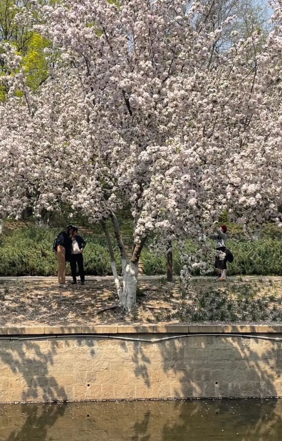 北京海棠花溪简介图片