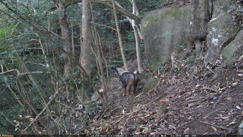 2头"四不像"首次同框!中华鬣羚又现广东象头山保护区_腾讯新闻
