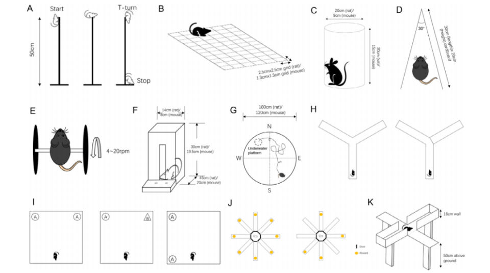 madsen测试什么脑声常谈丨啮齿动物中风模型行为测试范式汇总_https://www.jmylbn.com_新闻资讯_第2张