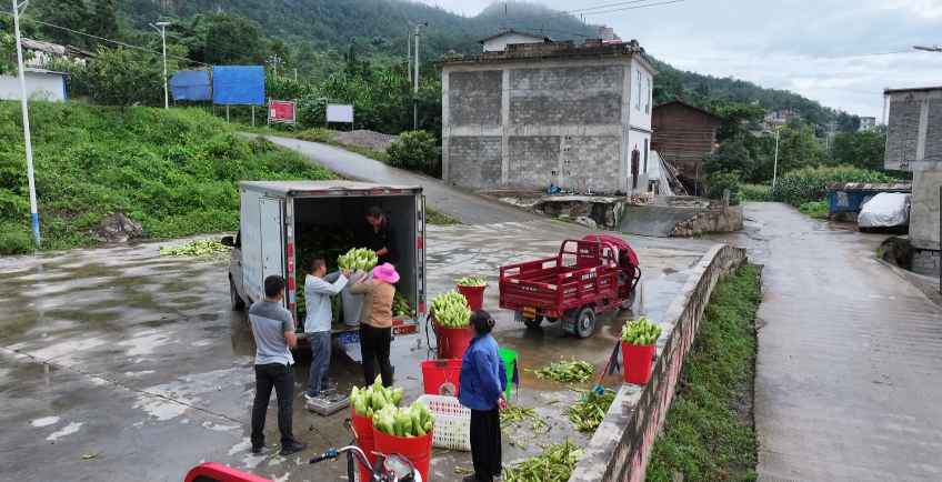 大关:打造糯玉米产业链 助力乡村振兴