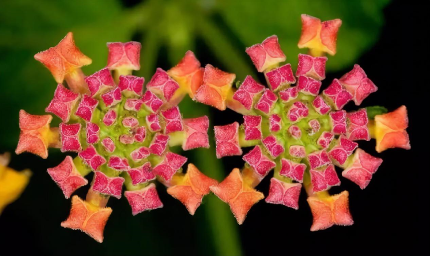 植物数学——神奇的斐波那契数列 | 芳草萋萋