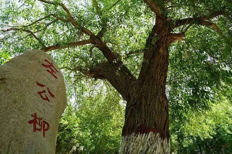 哈轩:哈密"左公柳植柳日"颂辞