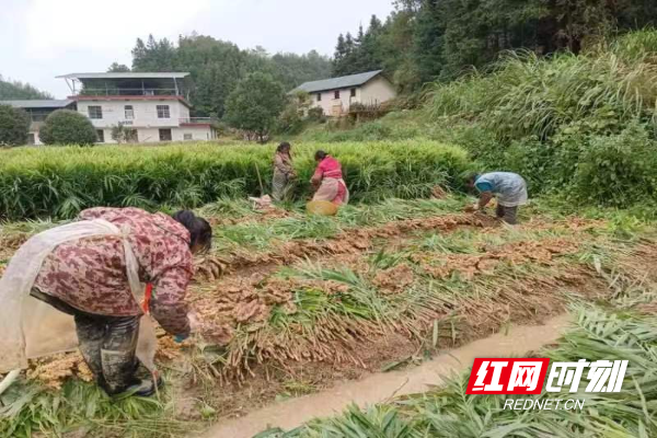 [南方生姜网-图片加载]