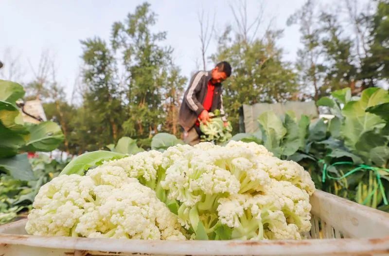 菜價(jià)上漲，咋回事？