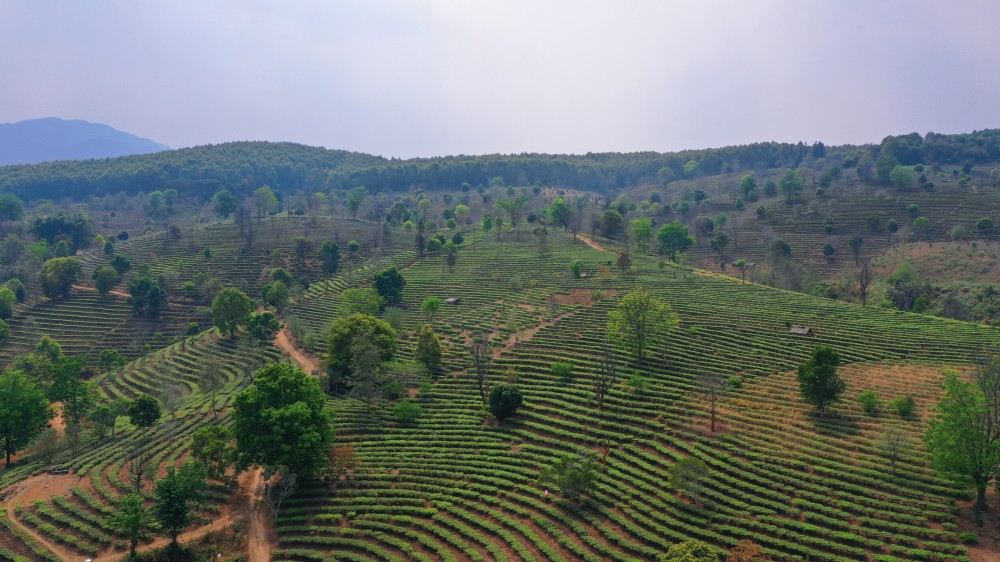 普洱市孟连县大力推进有机茶园建设