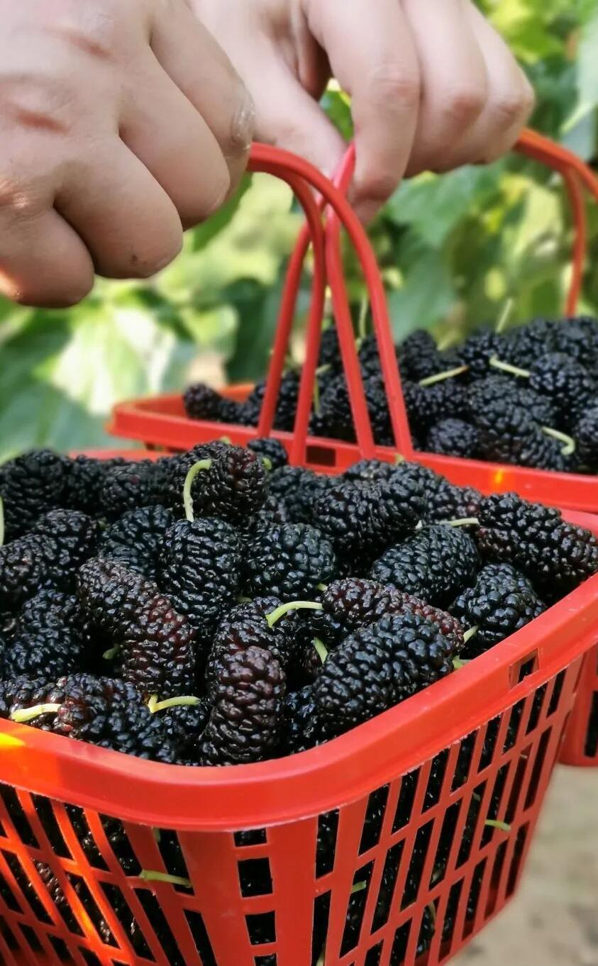 地址:全安镇狮湾村三圣花果山市中区全安镇狮湾村三圣花果山②公交