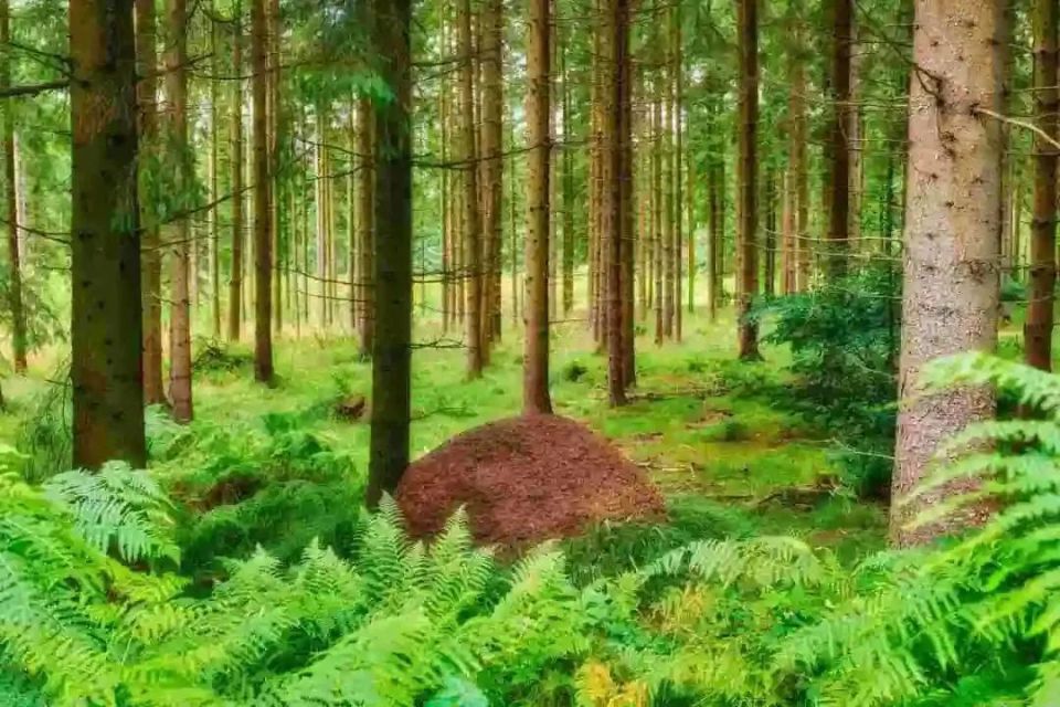 壁纸 风景 森林 桌面 960_640