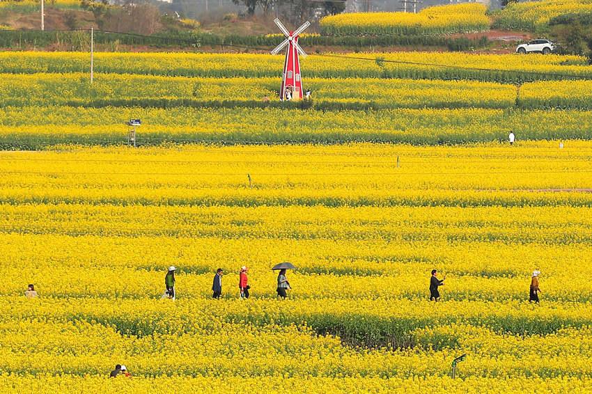 泸州弥陀油菜花景点图片