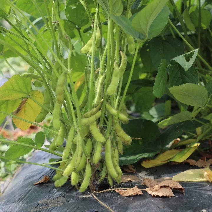 "夏吃豆,胜似肉",奉贤地产毛豆大量上市啦!