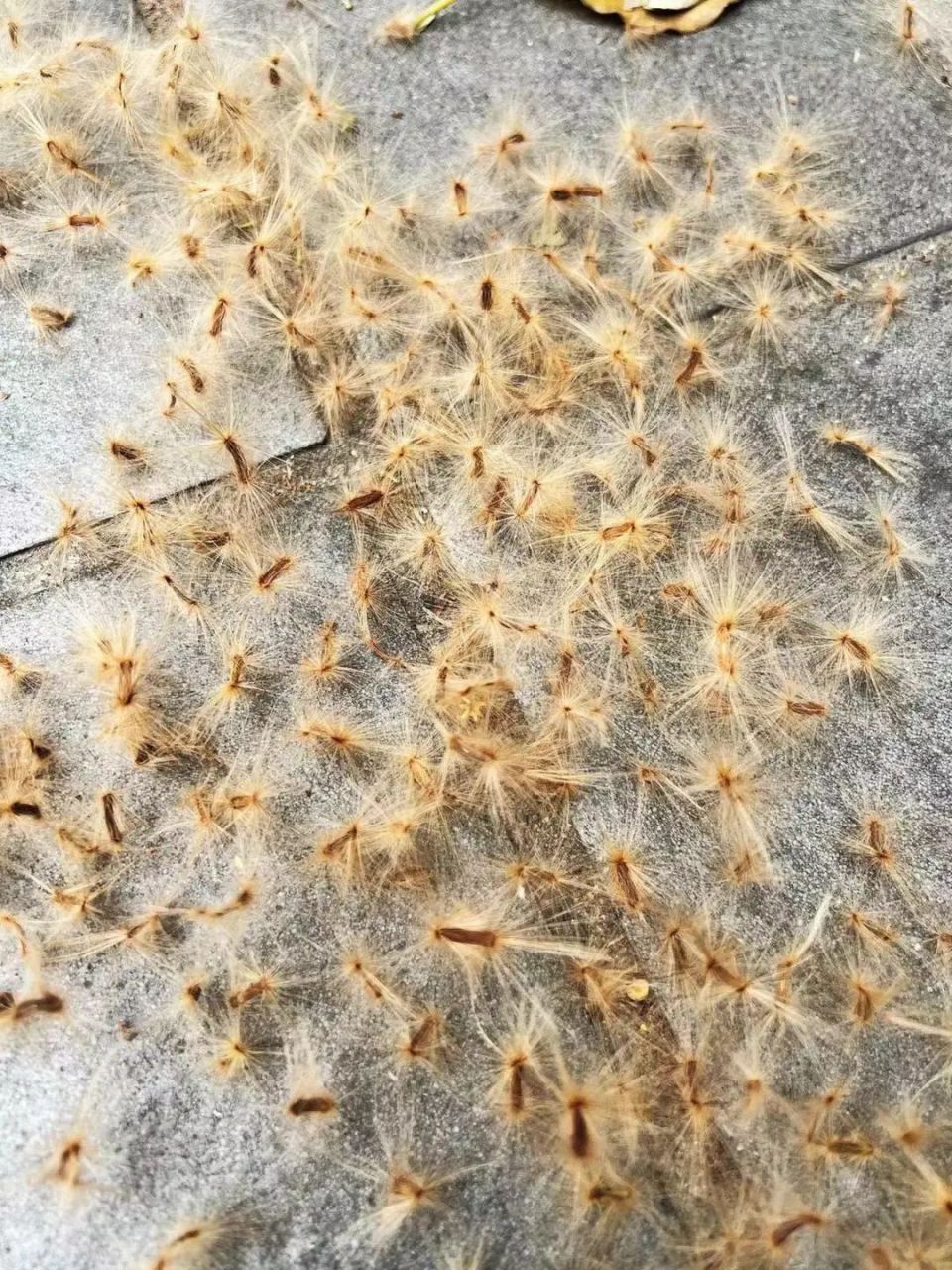 "毛毛虫"漫天飞舞?东莞这种"上头"街花又到飞絮季!