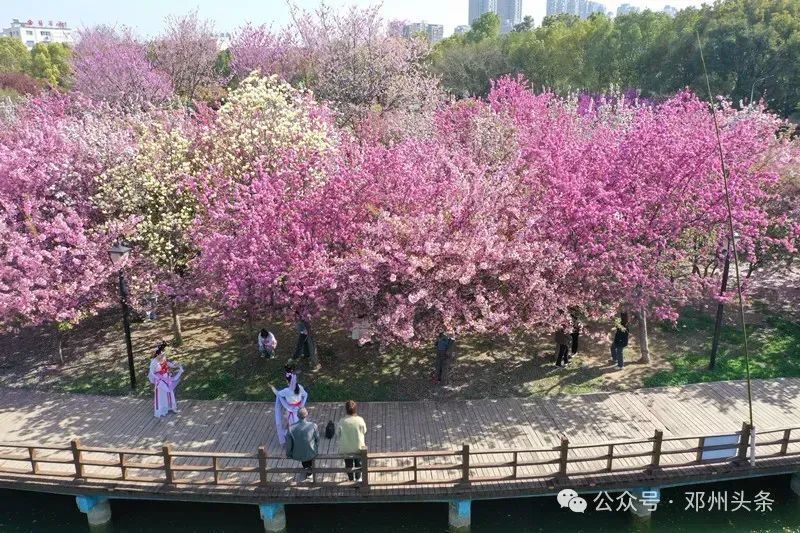 邓州市赏花地图发布!诚邀全国游客来邓州赏花_腾讯新闻