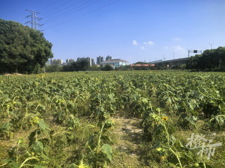 向日葵花田就在临平山西面的山脚下,宝幢路边上华临山庄