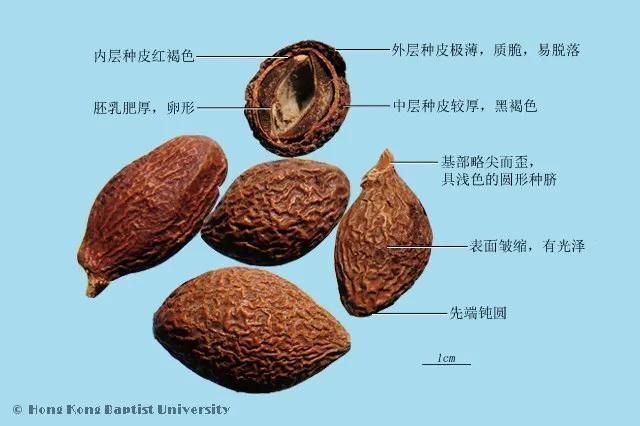利咽开音——胖大海