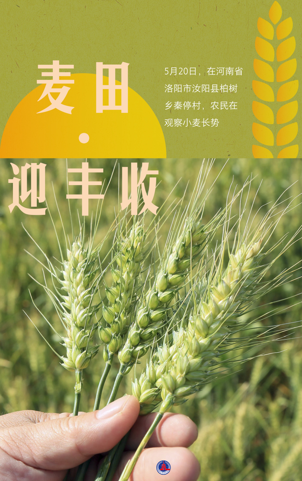 图表海报社会麦田迎丰收2