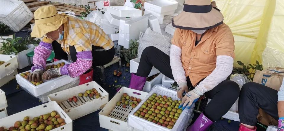 海南荔枝上新啦!点击查看丰收时刻