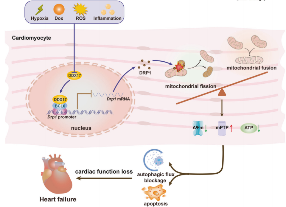 转录抑制因子 bcl6 最初被认为调节b淋巴细胞的分化和免疫反应