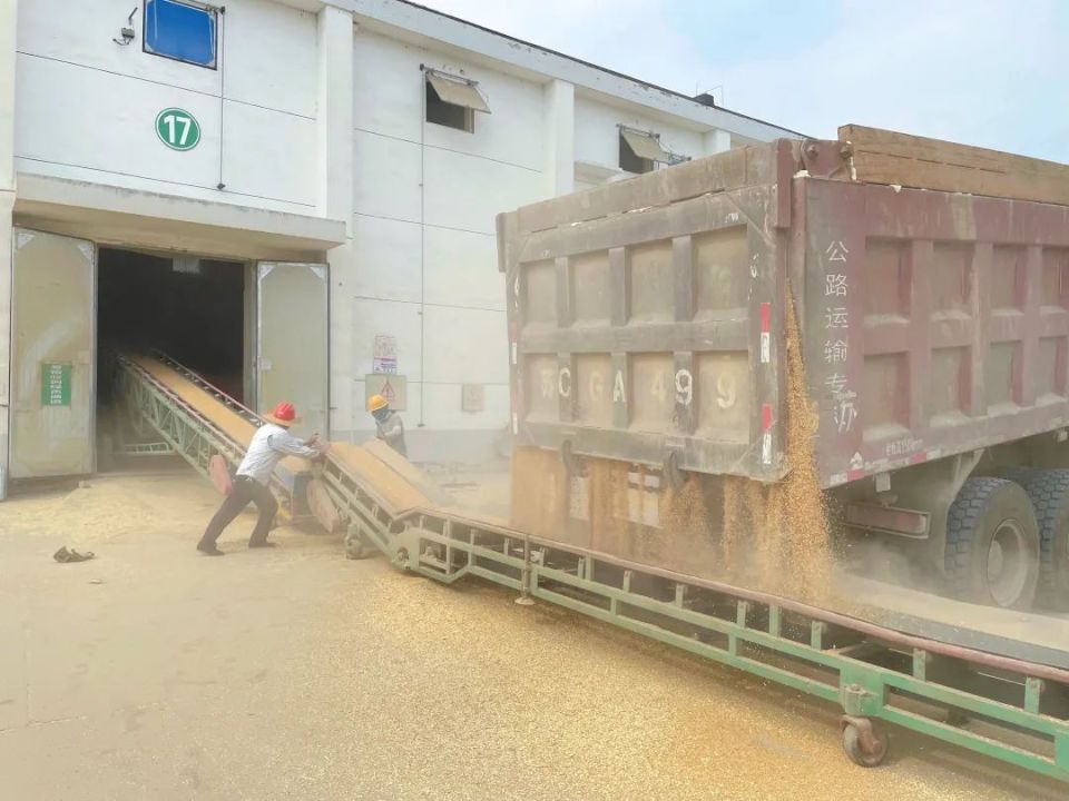 确保夏粮归仓,睢宁这样做.