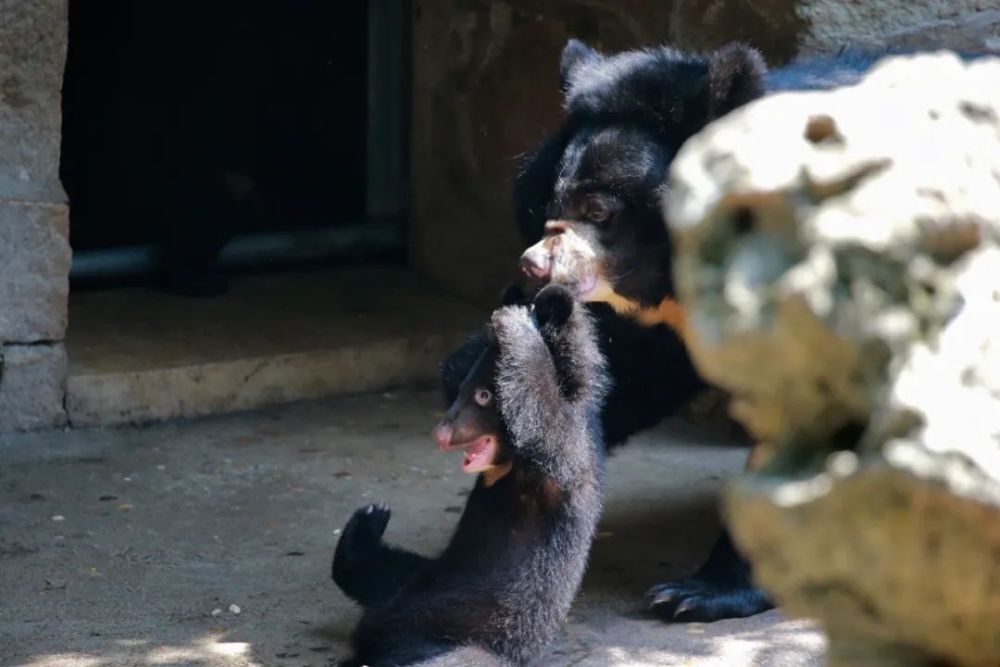 最新新添熊孩子啦是一对兄妹噢