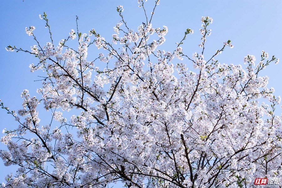 湖南省植物园樱花图片图片