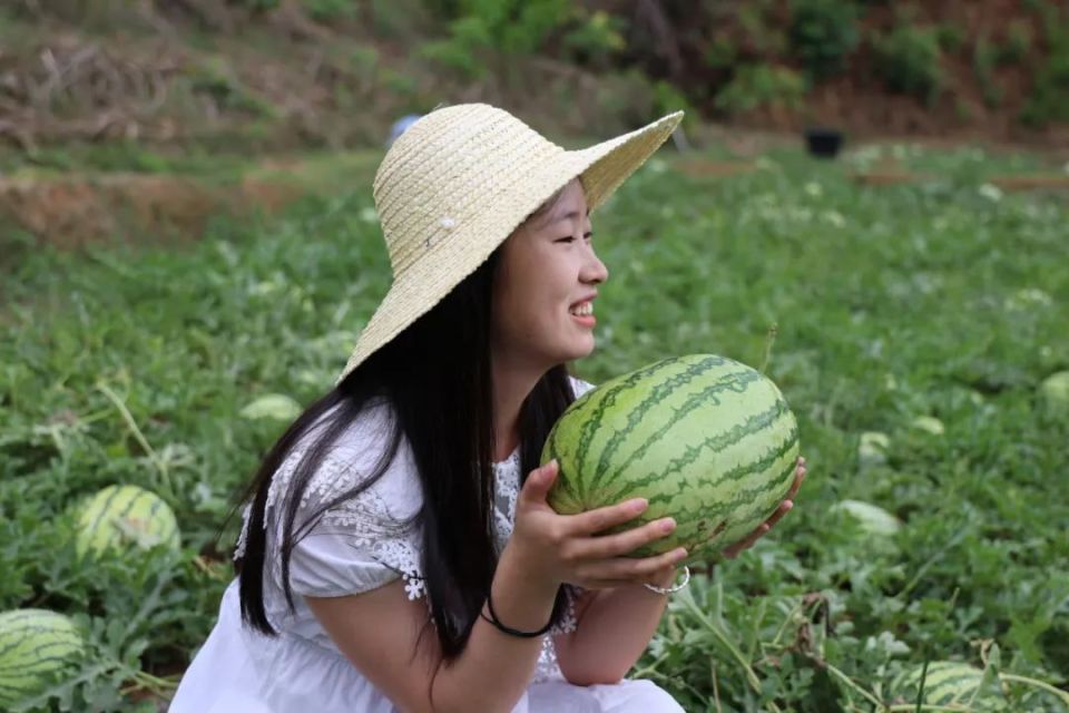 【一天一点普洱(3113)】来墨江愧竜摘西瓜啦,把最多汁的"夏天"抱回家!