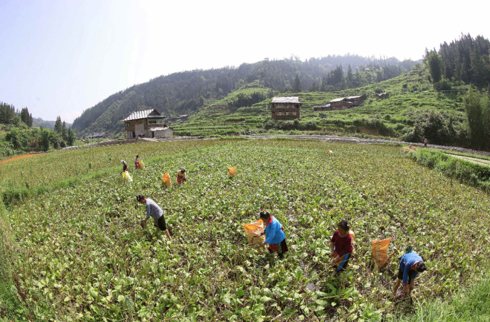 中药材种植助增收