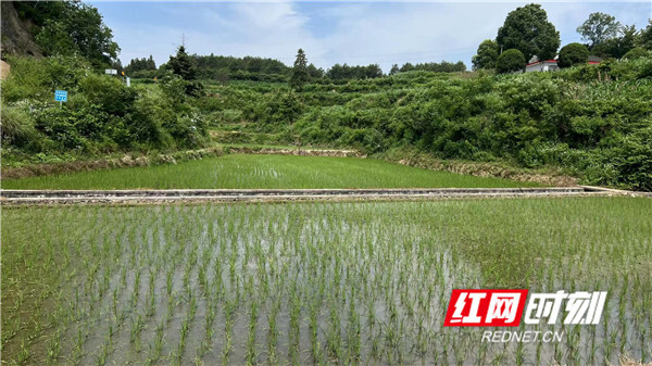 慈利县二坊坪镇二溪村:种植中稻焕新机 助力乡村振兴展宏图