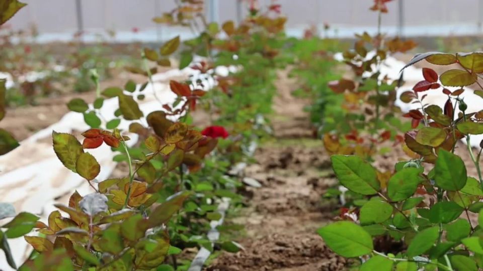 记者了解到,园区14座智能温室占地共30亩,每亩种植玫瑰花5000株,生长
