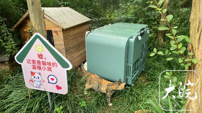 流浪猫收养中心图片