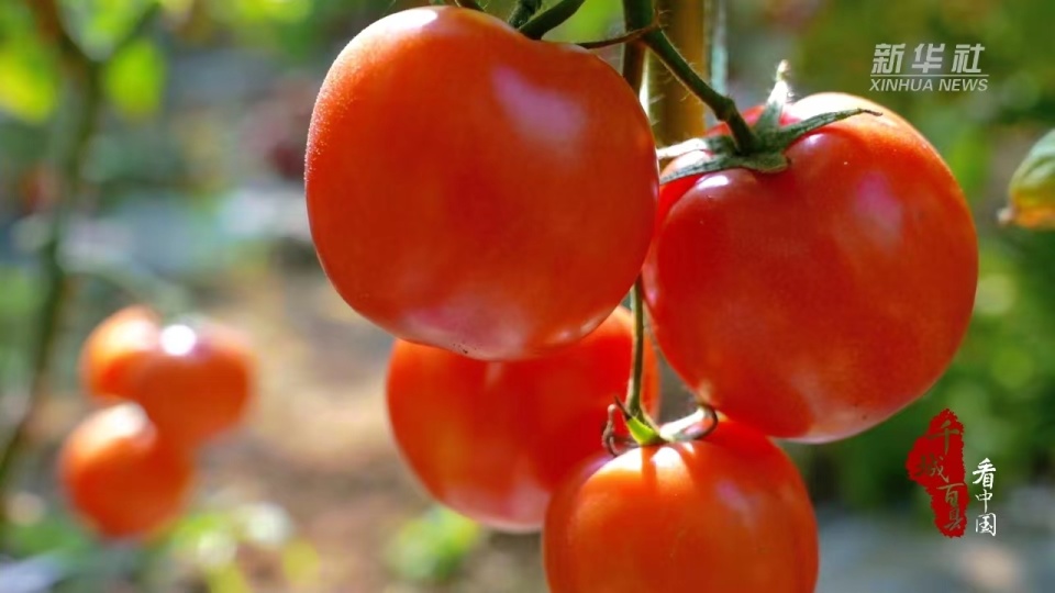 千城百县看中国丨河北鸡泽小番茄变身致富果