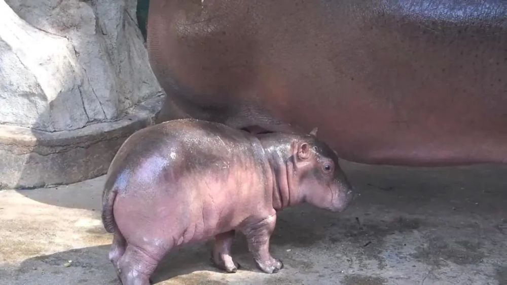 萌萌哒～西双版纳野生动物园第一只小河马出生啦!_腾讯新闻