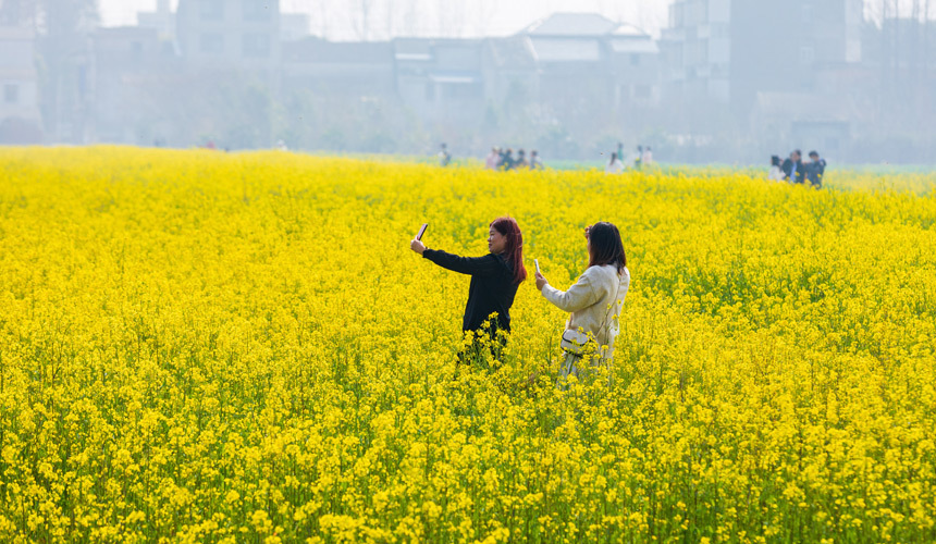 蔡甸消泗油菜花门票图片