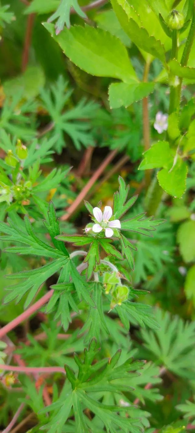 红叶老鹳草图片图片